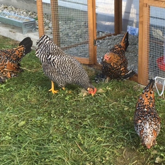 Frische Eier gefällig? Hühner mieten in Bayern von handle-my-hendl.de